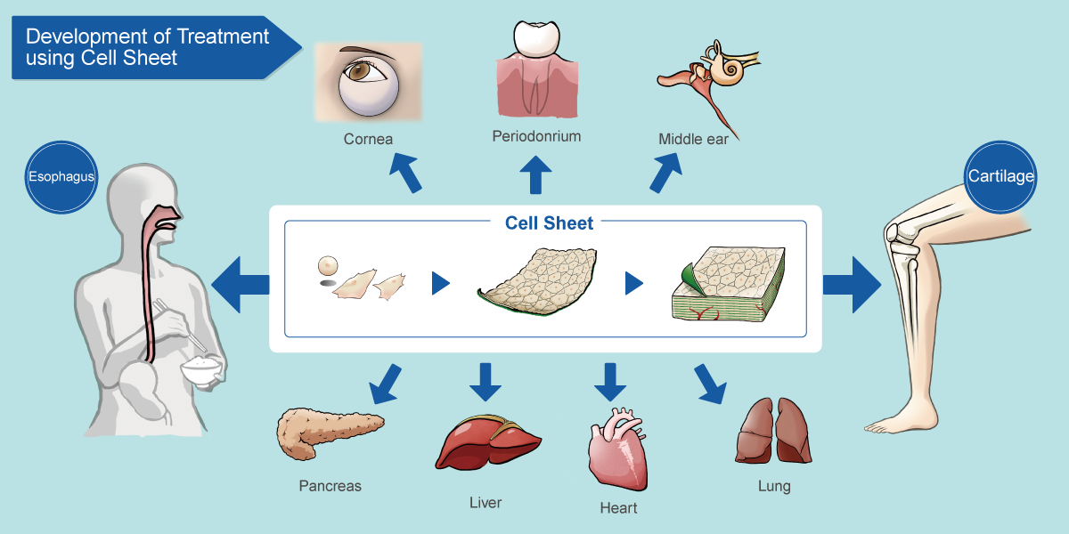 Development of Treatment using Cell Sheet