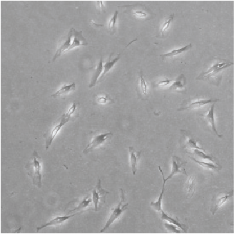 Normal culture 1x104 cells seeded and incubated for 24 hrs. RepCell® 6cm dish used