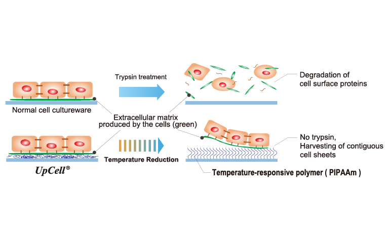 A surface coated with a temperature-responsive polymer immobilized at nanometer-scale thickness