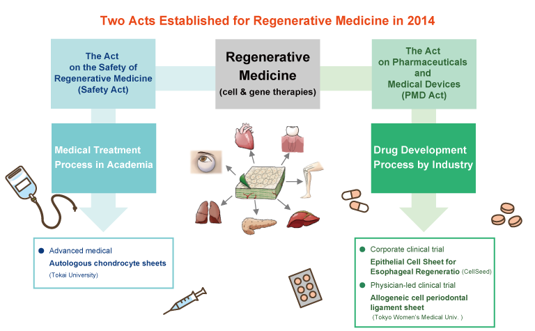 The Act on the Safety of Regenerative Medicine and the Act on Pharmaceuticals and Medical Devices