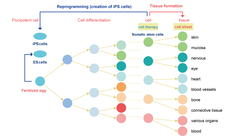 Relationship between cell sheet and iPS cells