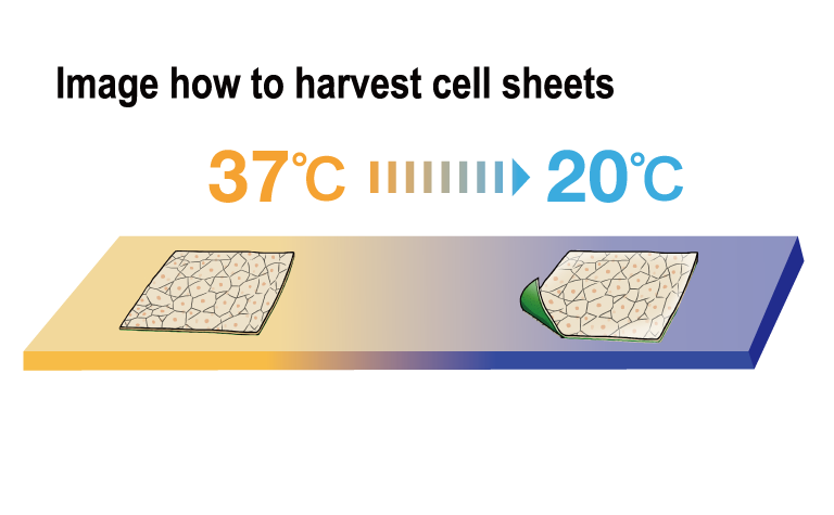 Image of the Cell Sheet harvest
