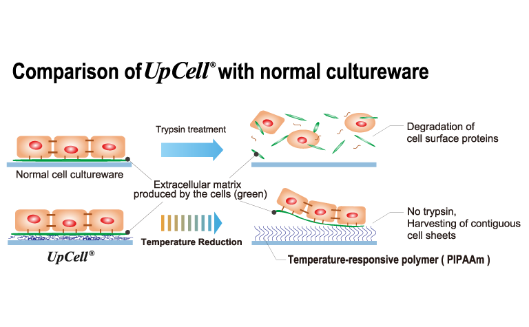 Advantage of the temperature cell harvest technology