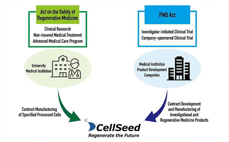 CellSeed’s Contract Services and Related Regulatory Frameworks