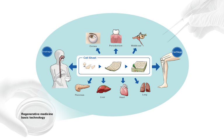 CellSeed's Regenerative medicine technology