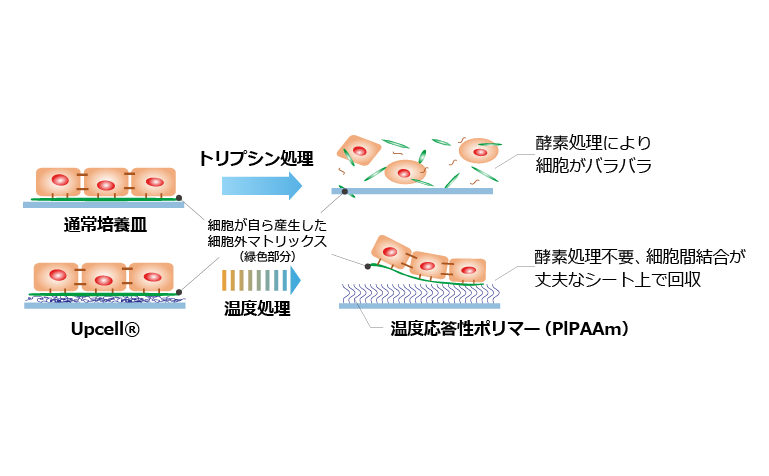 温度応答性ポリマーがナノメートルレベルで固定化された表面