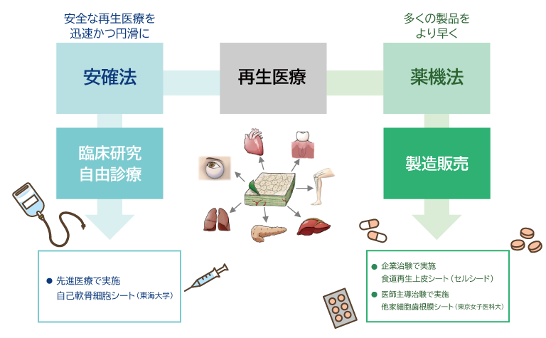 再生医療等安全性確保法と医薬品医療機器等法