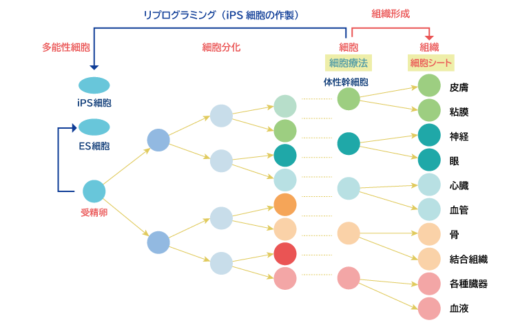 細胞シートとiPS細胞の関係