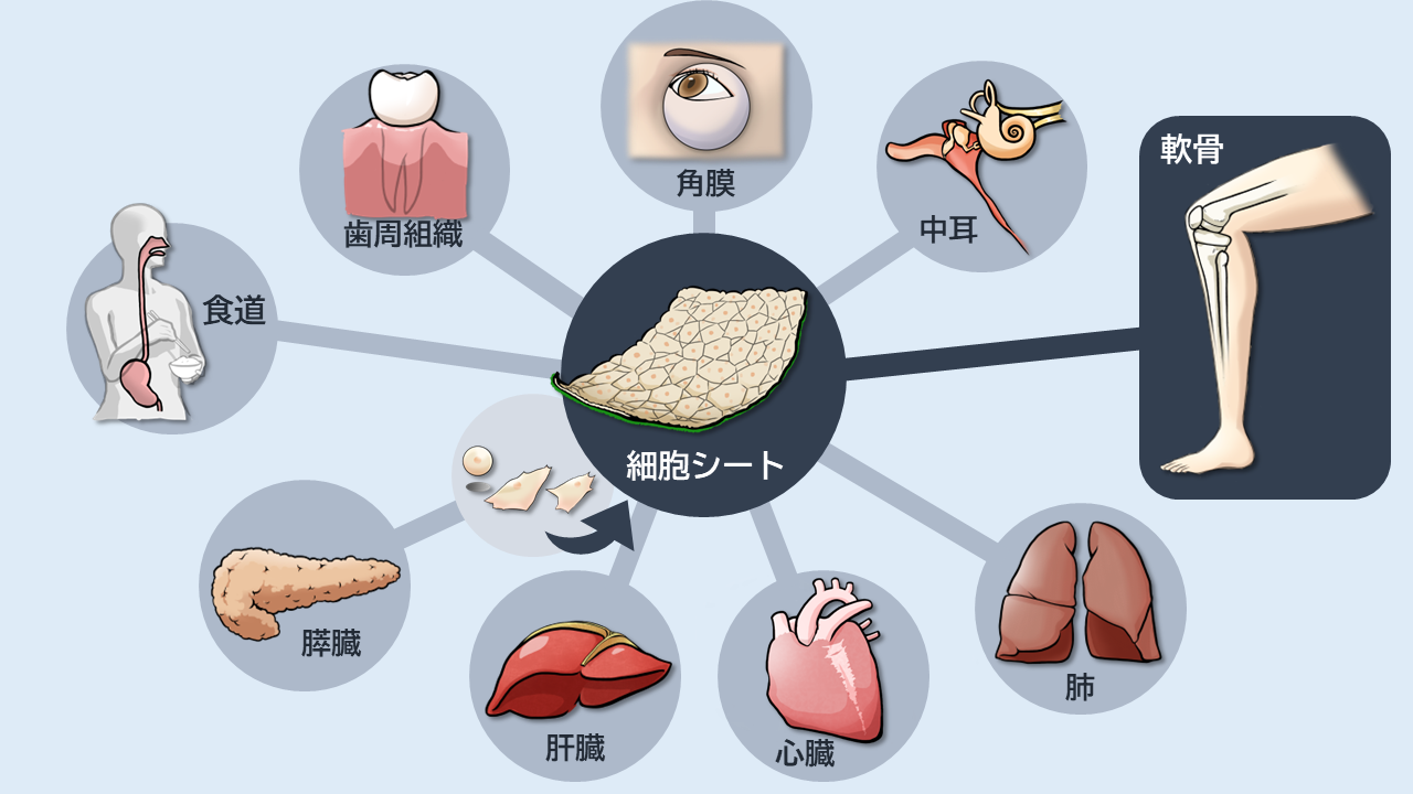 細胞シートを用いた治療の開発