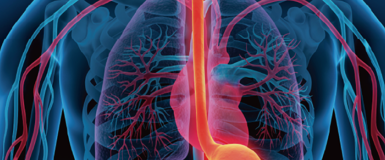 Epithelial Cell Sheet for Esophageal Regeneration