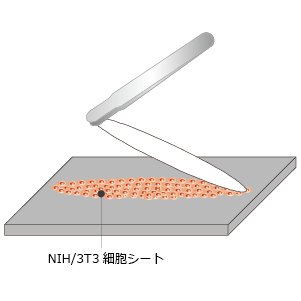 CellShifterを除去