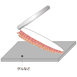 粘着ゲルなどのへのトランスファー