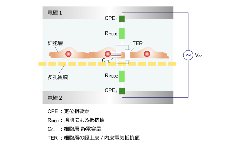 細胞層のインピーダンス測定