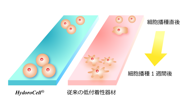 細胞培養面で、細胞の付着を完全抑制