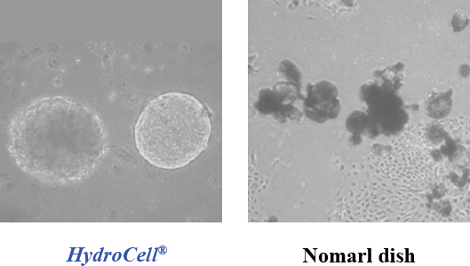 Competitive evaluation of HydroCellTM for embryoid body formation of ES Cells (human)
