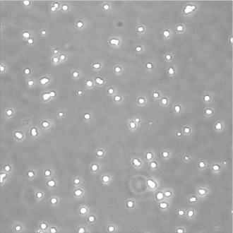 Recovered cell suspensions