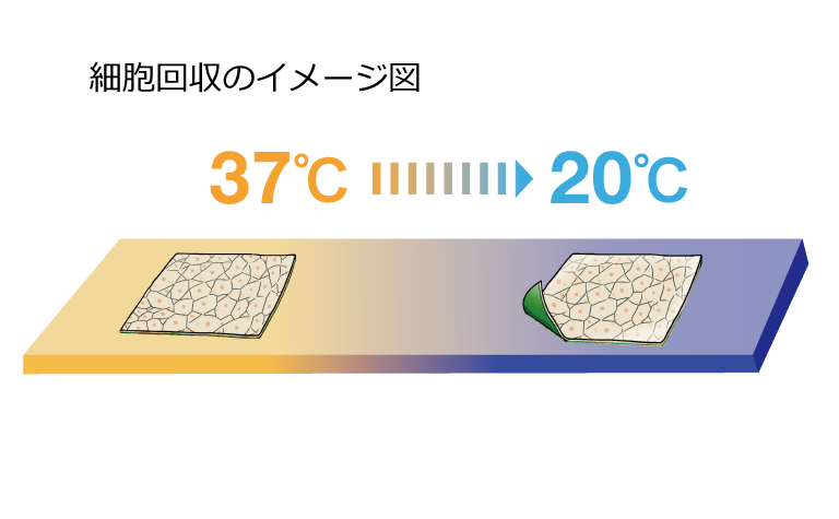 細胞シート回収のイメージ図