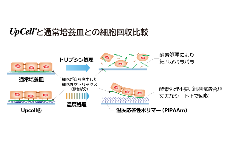 UpCell®と通常培養皿との細胞回収比較