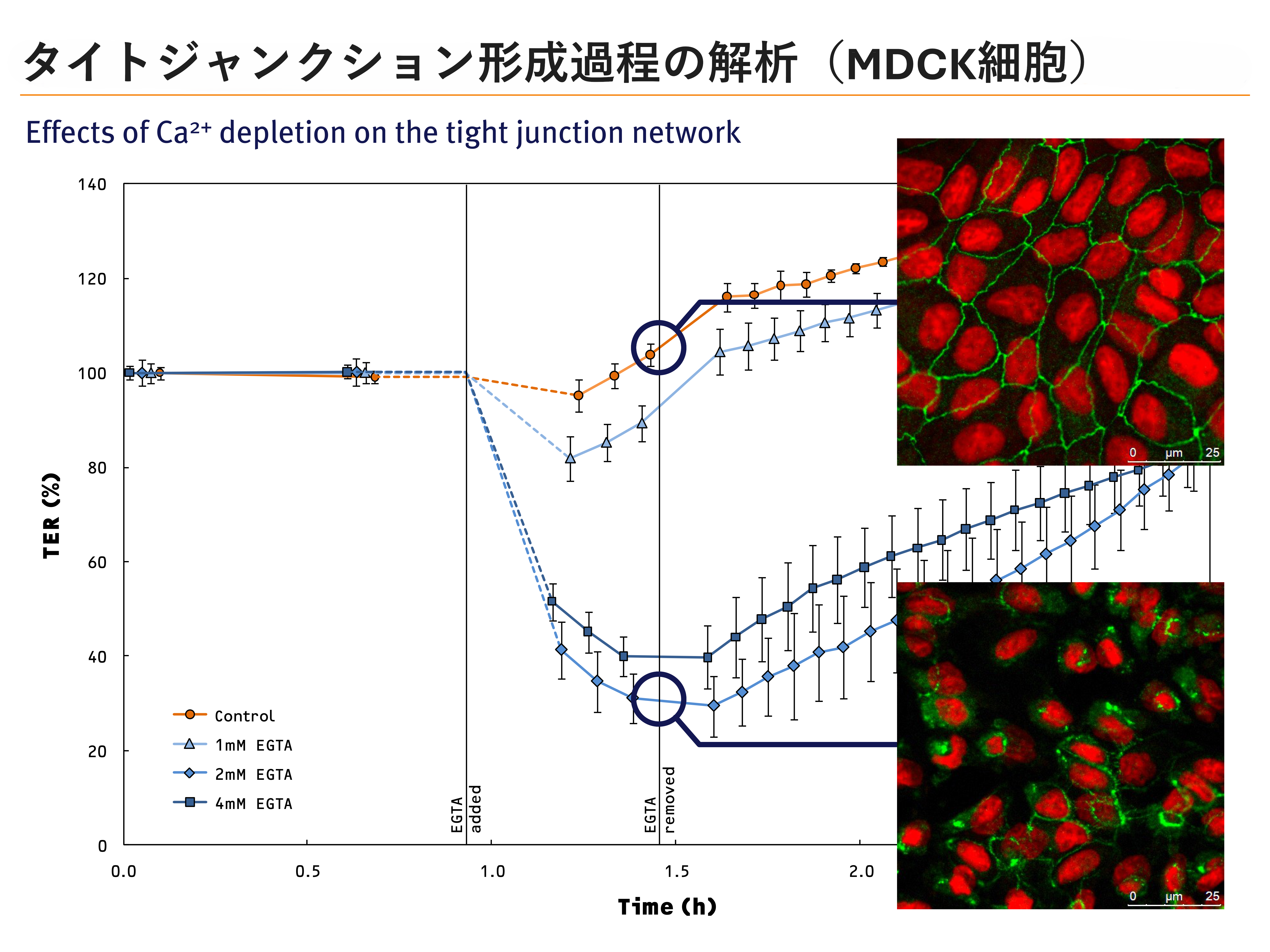 TER測定によるタイトジャンクション形成過程の評価(MDCK細胞)